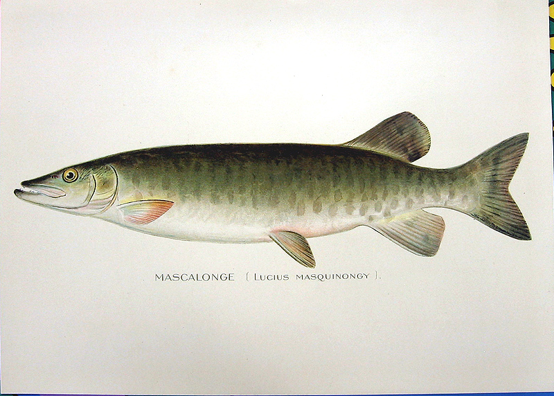 Musky Muskie Muskellunge Pike 1895 Sherman Denton Freshwater Game Fish 