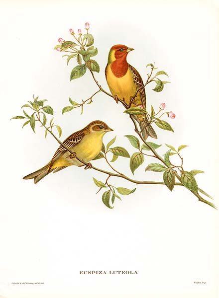 RED-HEADED BUNTING ~ John Gould LARGE Color Bird Print - Afbeelding 1 van 1