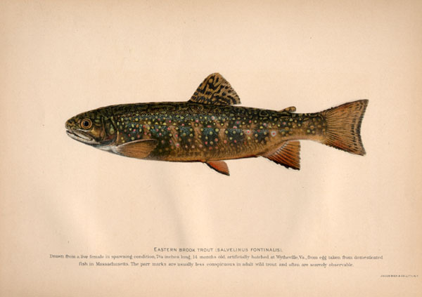 Antique 1902 COLOR Game Fish Print ~ BROOK TROUT RARE  