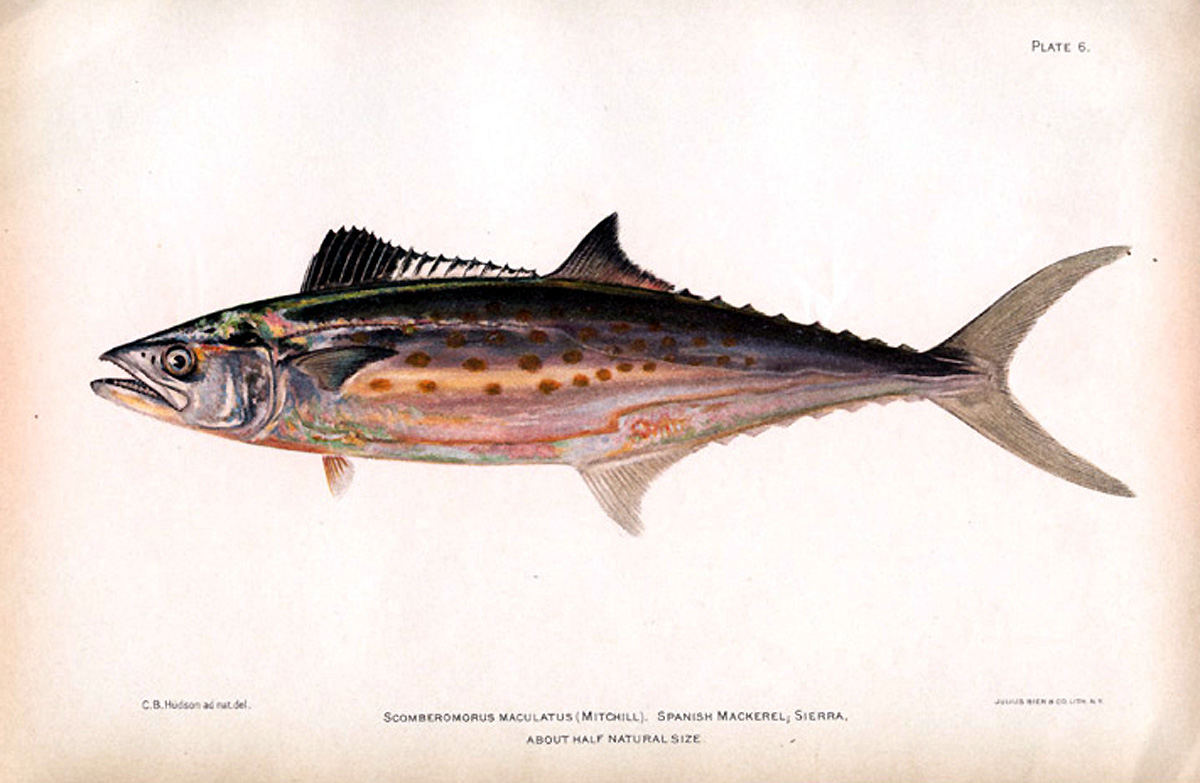 ATLANTIC SPANISH MACKEREL ~ Antique 1900 Chromolithograph Game Fish Art ...