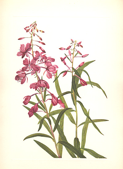 301 ~ FIREWEED ~ Walcott 1925 Botanical Art Print RARE! | eBay